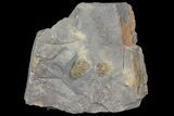 Pelagic Trilobite (Cyclopyge) Fossil - El El Kaid Rami, Morocco #165835-1